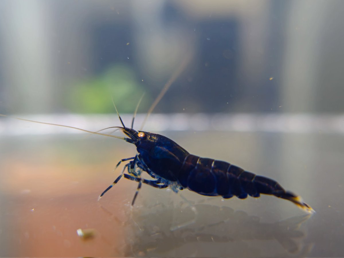 CD_Musgrave's tweet photo. Van die shrimps vanaand #Caridina #OrangeEyeRoyalBlue #BlackPinto #OrangeEyeRedTiger #RedCrystal #BreedingShrimps 🦐 https://t.co/LCQWmnYP7r