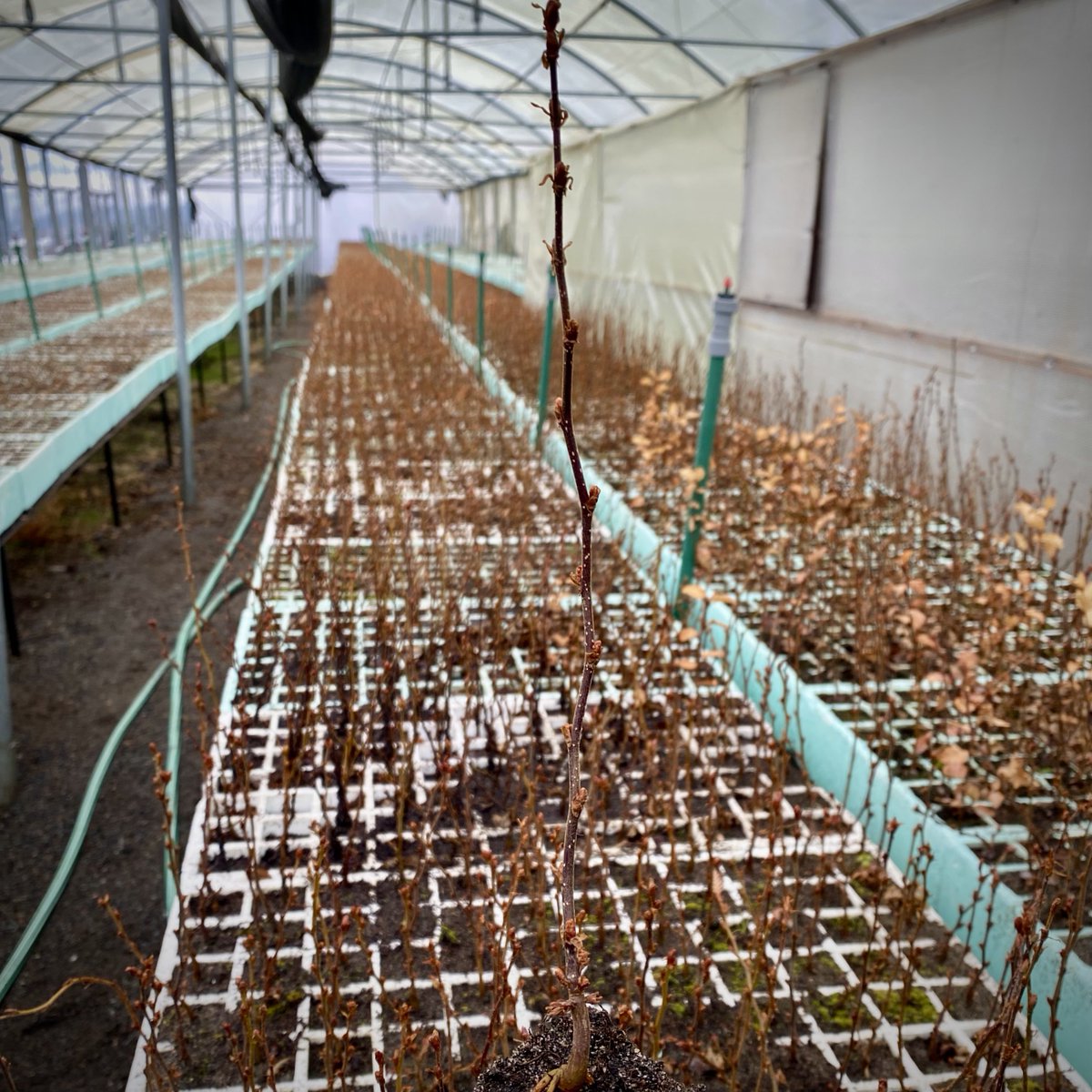 En invierno la Lenga (Nothofagus pumilio) entra en fase d dormancia, proceso fisiológico d receso invernal, perdiendo su follaje para asegurar la translocación d nutrientes y agua y mantenerse en bajas temperaturas. Más d 70 mil plántulas se preparan para ser bosques en Aysén.