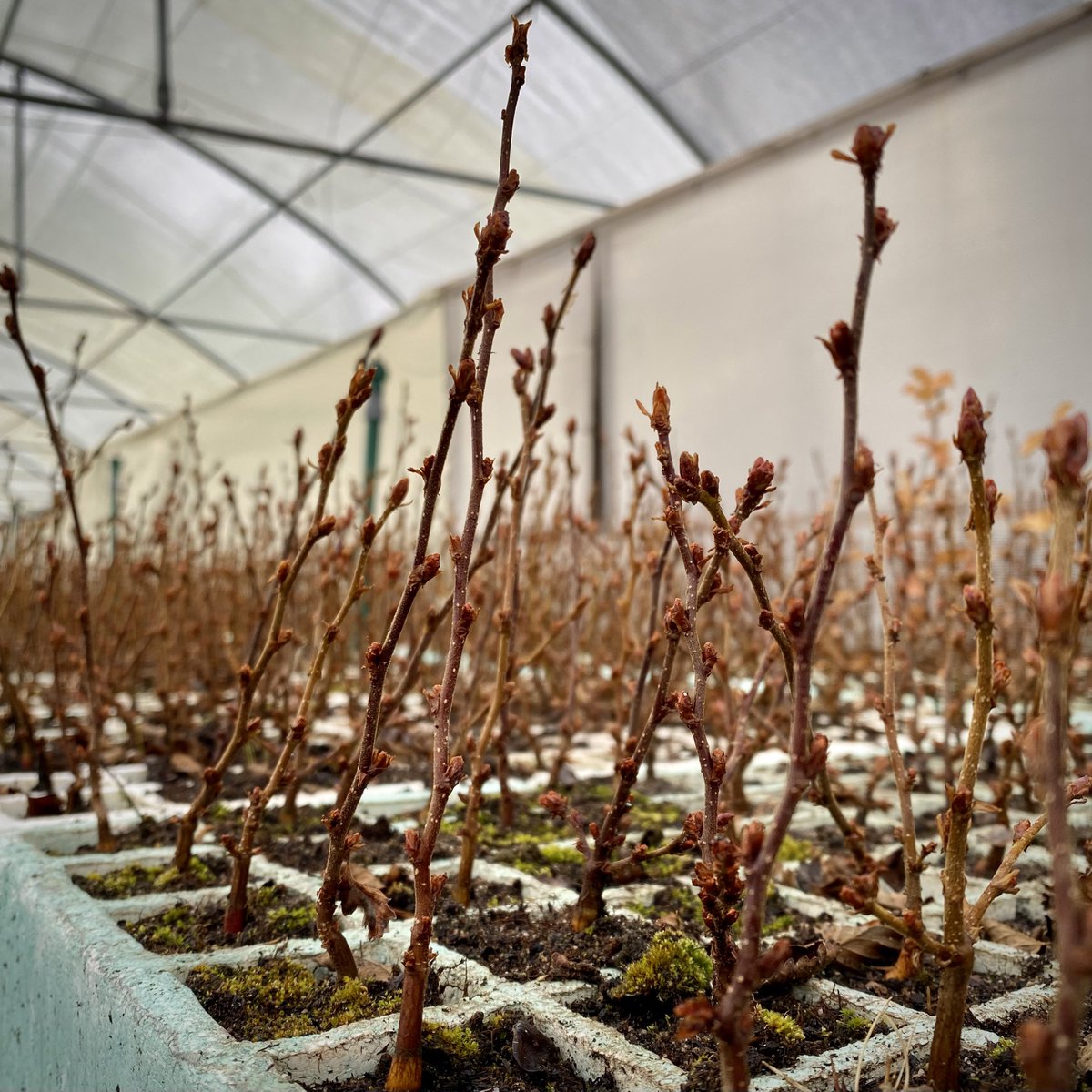 INFOR_Patagonia's tweet photo. En invierno la Lenga (Nothofagus pumilio) entra en fase d dormancia, proceso fisiológico d receso invernal, perdiendo su follaje para asegurar la translocación d nutrientes y agua y mantenerse en bajas temperaturas. Más d 70 mil plántulas se preparan para ser bosques en Aysén. https://t.co/JQmBoLDbXW