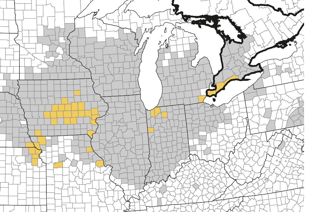 Martin Chilvers (@martinchilvers1) on Twitter photo Tar spot was found yesterday in Monroe county, MI, at low levels, it’s likely in other areas given the moisture events of past few weeks <a href="/AlbertTenuta/">Albert Tenuta</a> <a href="/DTelenko/">Darcy Telenko</a> <a href="/badgercropdoc/">Damon L. Smith</a>
<a href="/MI_Corn/">Michigan Corn</a> <a href="/MichAgBiz/">MABA</a>
corn.ipmpipe.org/tarspot/ Tar spot was found yesterday in Monroe county, MI, at low levels, it’s likely in other areas given the moisture events of past few weeks <a href="/AlbertTenuta/">Albert Tenuta</a> <a href="/DTelenko/">Darcy Telenko</a> <a href="/badgercropdoc/">Damon L. Smith</a>
<a href="/MI_Corn/">Michigan Corn</a> <a href="/MichAgBiz/">MABA</a>
corn.ipmpipe.org/tarspot/