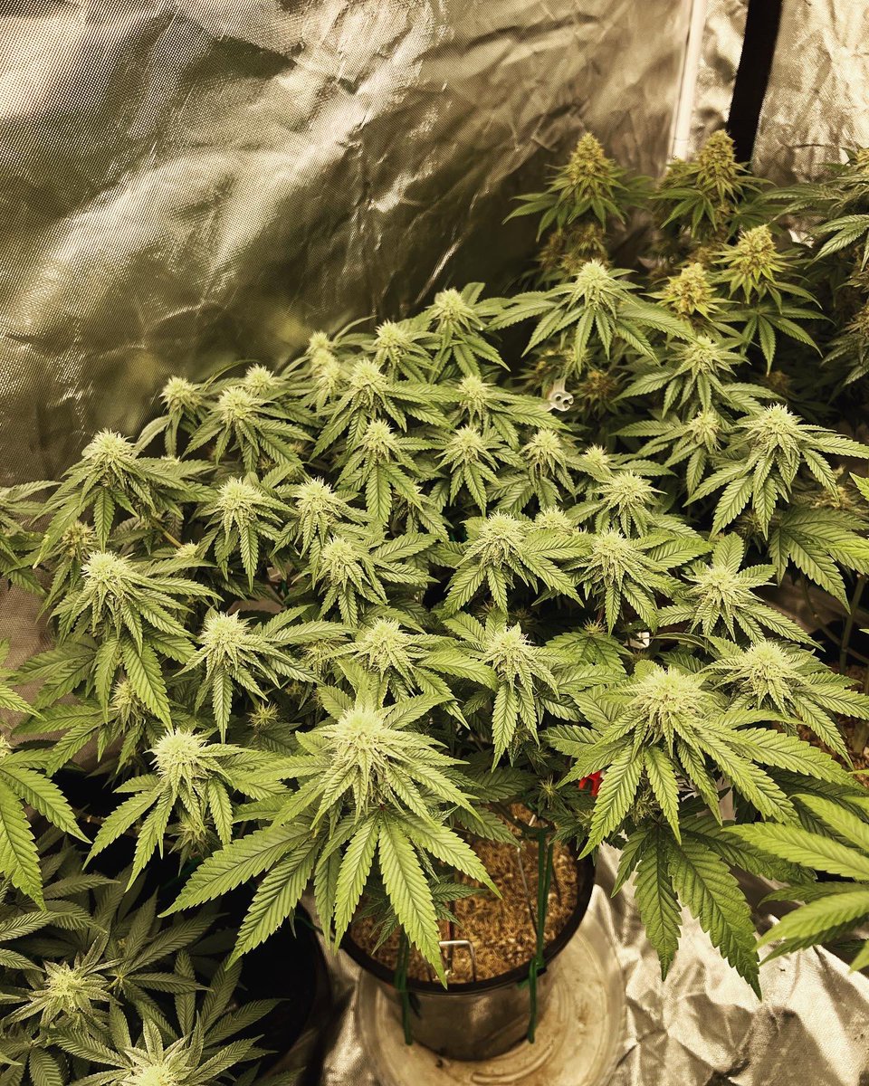 Gas_Mann420's tweet photo. #GasMoney #SavageGenetics #Walipini #CommenGround #WeedLife #HomeGrowers #BasementGrowers #LotusNutrients #Mmemberville #CannaLand #CannabisCommunity #Flower #PlantLife https://t.co/a2Y9uuCGvG