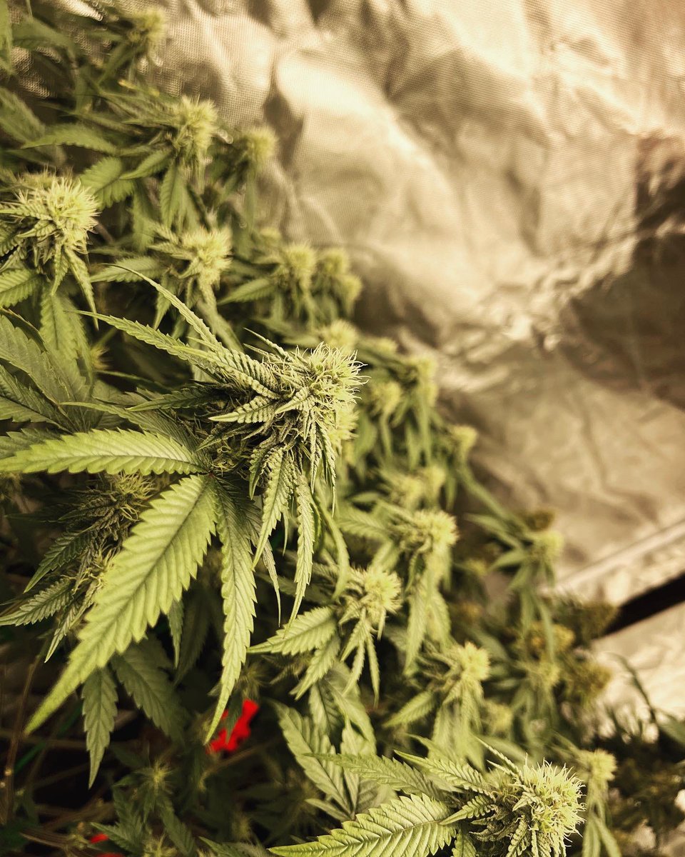 Gas_Mann420's tweet photo. #GasMoney #SavageGenetics #Walipini #CommenGround #WeedLife #HomeGrowers #BasementGrowers #LotusNutrients #Mmemberville #CannaLand #CannabisCommunity #Flower #PlantLife https://t.co/a2Y9uuCGvG