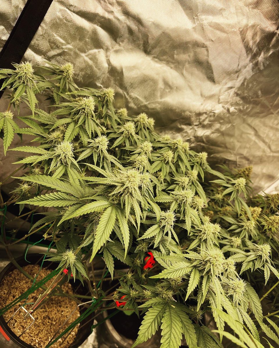 Gas_Mann420's tweet photo. #GasMoney #SavageGenetics #Walipini #CommenGround #WeedLife #HomeGrowers #BasementGrowers #LotusNutrients #Mmemberville #CannaLand #CannabisCommunity #Flower #PlantLife https://t.co/a2Y9uuCGvG