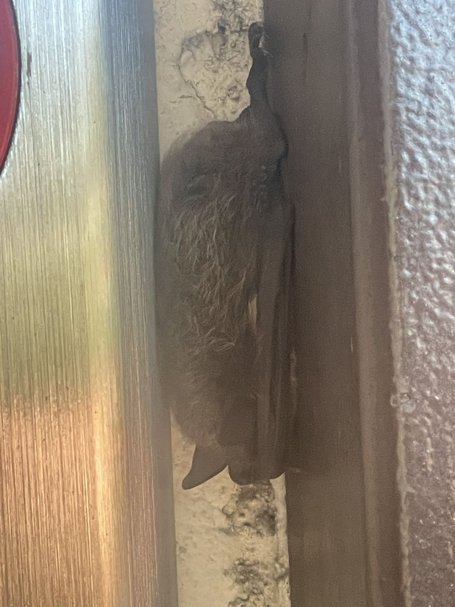rawritsrachel's tweet photo. What to do with a very small bat in RB?

He hasn’t moved since at least 5:30pm last night, and I’m try hard to not want to cuddle him. 🤣 Just want to be sure he gets help if he needs help and is taken care of. 

#savethebats #protectallpollenators @sdzsafaripark @sdzsafaripark https://t.co/D3bRyDEIjG