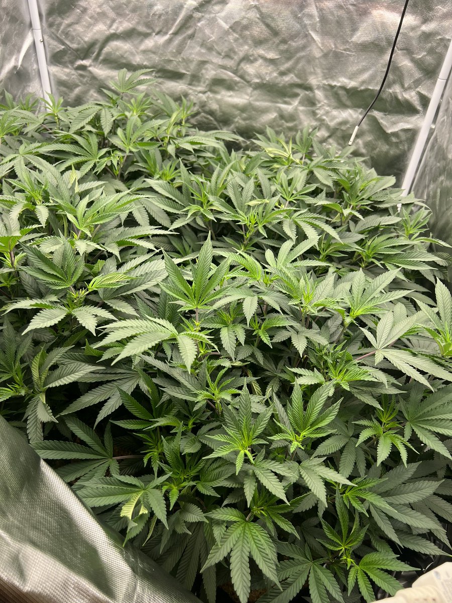 Gas_Mann420's tweet photo. @ShaqsGrowing Getcha a nice full canopy π«‘π₯π₯ #GasMann420 #Walipini #CommenGround https://t.co/WeOb9lk87y
