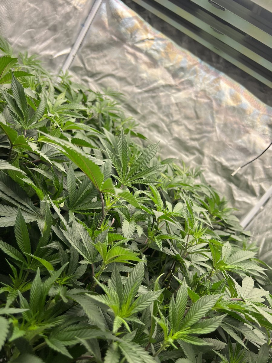 Gas_Mann420's tweet photo. @ShaqsGrowing Getcha a nice full canopy π«‘π₯π₯ #GasMann420 #Walipini #CommenGround https://t.co/WeOb9lk87y