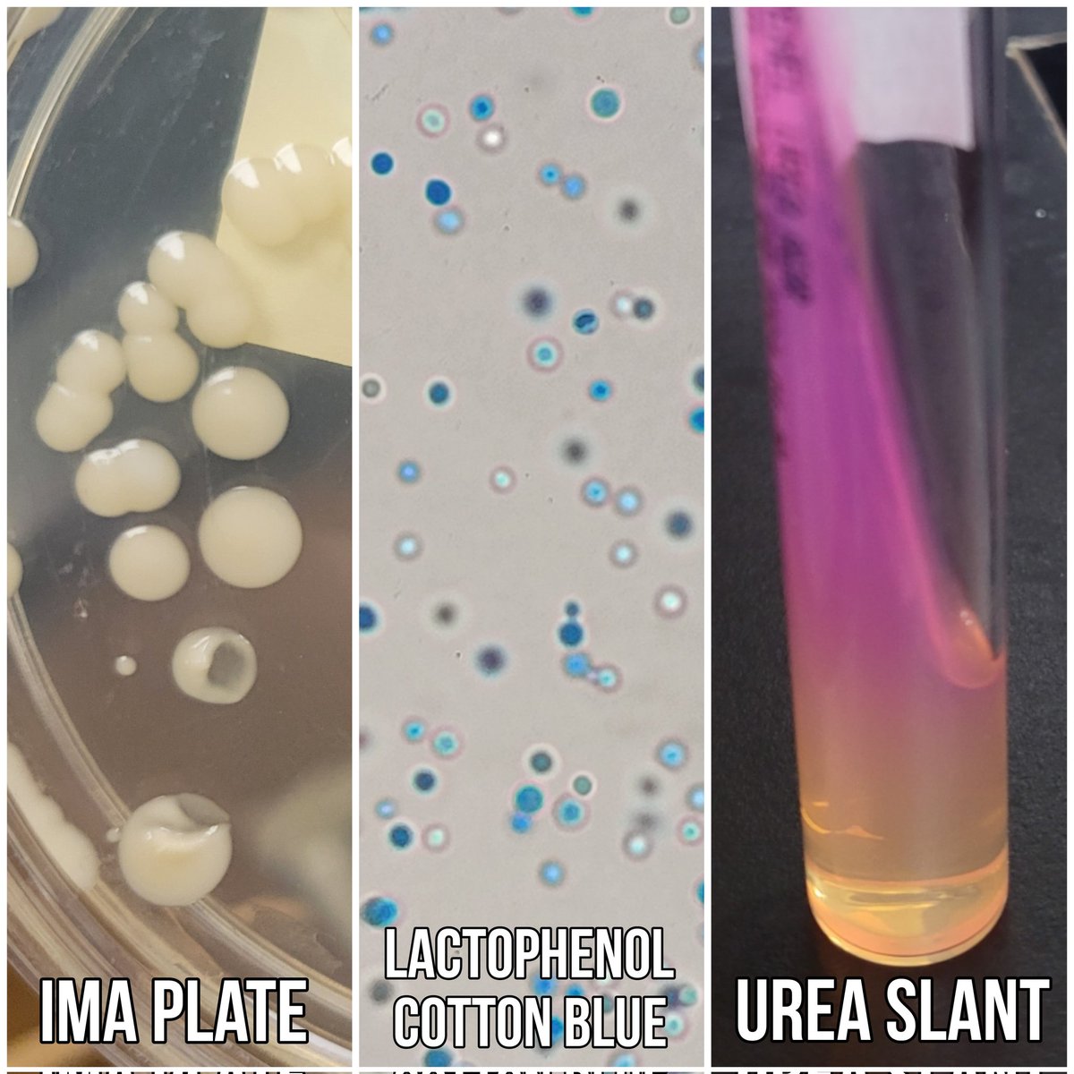 Julia Hankins, PhD, D(ABMM) tweet media