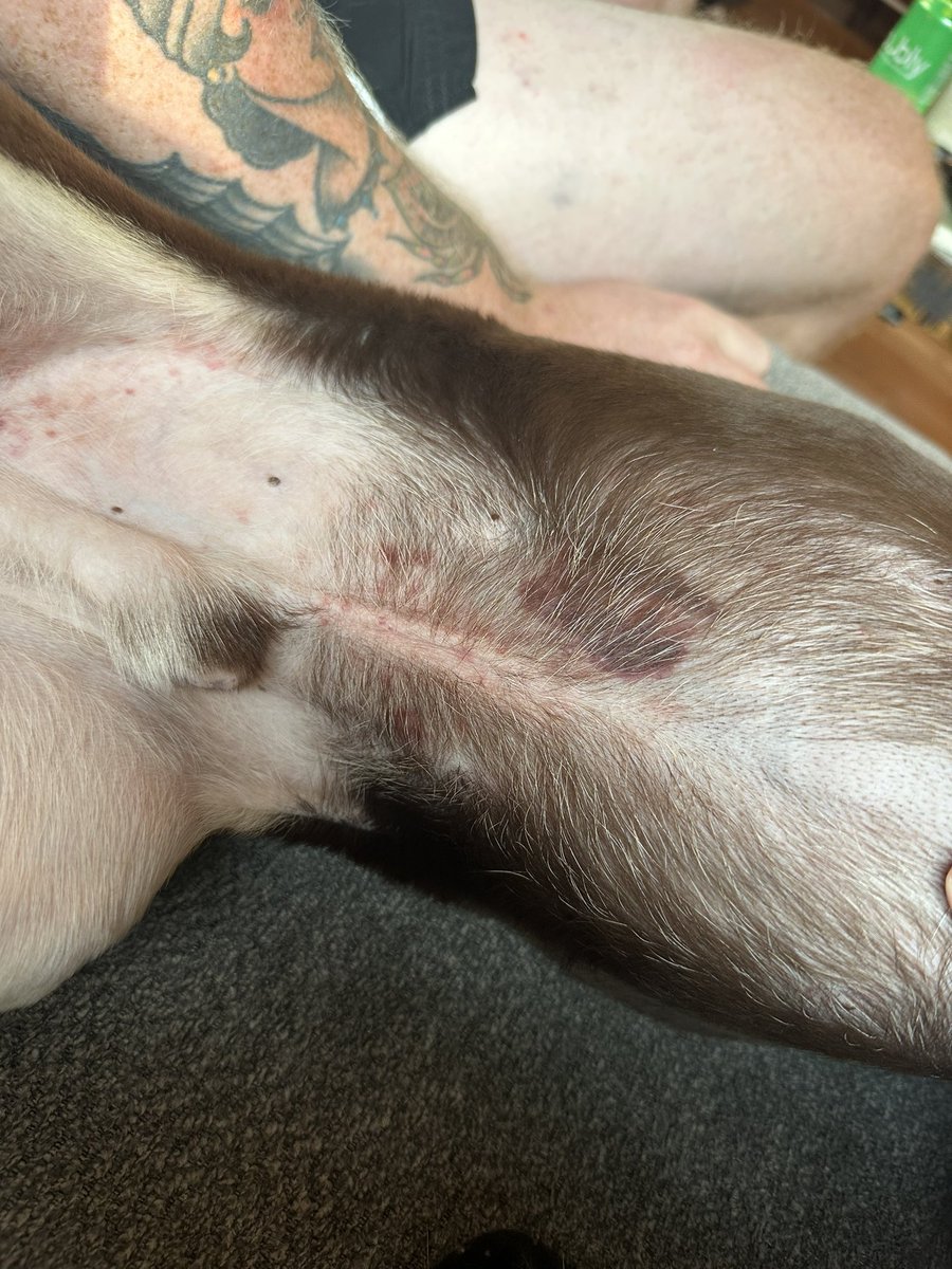 TW;

normally i really don’t do this &amp; i’m the first to offer up help to friends who need it, but i’m scared &amp; need help. Danny will need a few more tests &amp; medications &amp; i can use help with vet bills. 

venmo.com/u/taydorbz
cash.app/$taydorbz
paypal.me/taydorbz