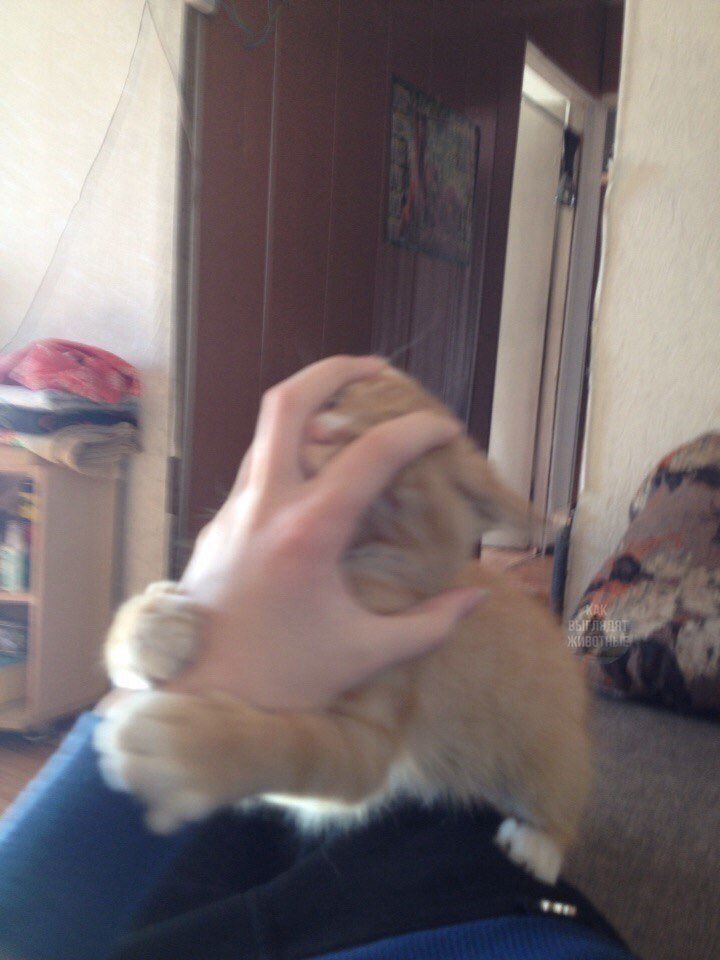 ShouldHaveCat's tweet photo. https://t.co/ygeJ99pYRH