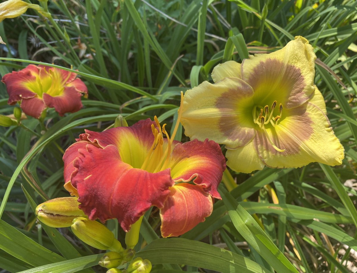 Another daily dose of daylilies!  Just what the doctor ordered.  The roaring red flower is “Dragon King” and its complement is “Russian Easter.” #daylily #daylilies #garden #flowerphotography #GardenersWorld #gardenphotograohy