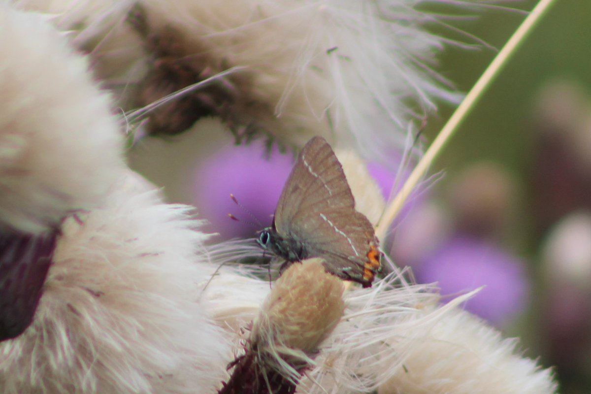 A weather worn White Hairstreak enveloped in a cloud of thistle down; an unexpected bonus of doing the #bigbutterflycount <a href="/NearbyWild/">NearbyWild #RewildTheEarth 🍃💚🍃</a> #Pembrokeshire <a href="/savebutterflies/">Butterfly Conservation 🦋</a>