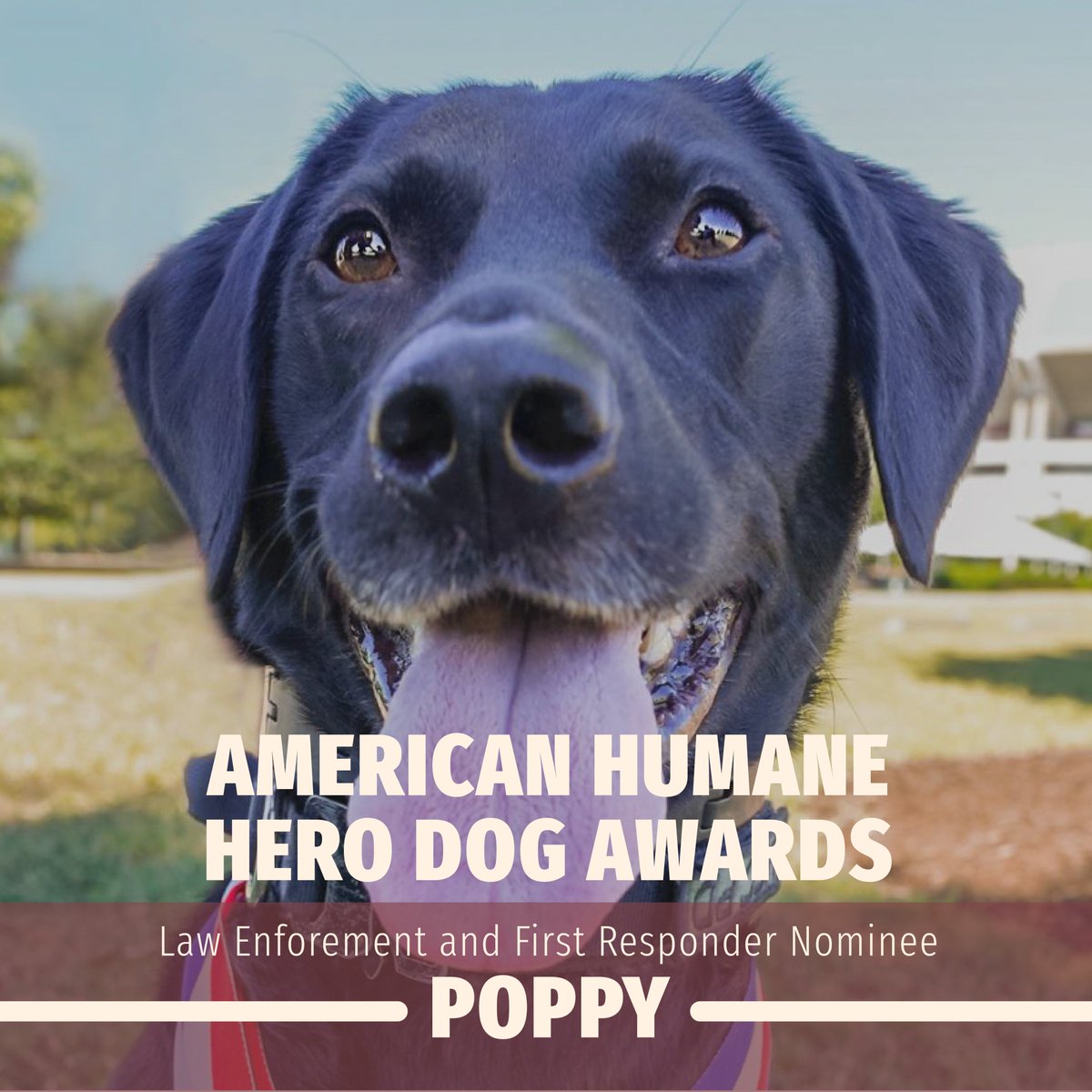 Everyone's favorite dog around the Russell House (<a href="/uscpd/">USC Police</a> 's Poppy) has been nominated for the American Humane Hero Dog Awards!

Vote now at herodogawards.org

You can vote every day so keep them coming! 🐶
