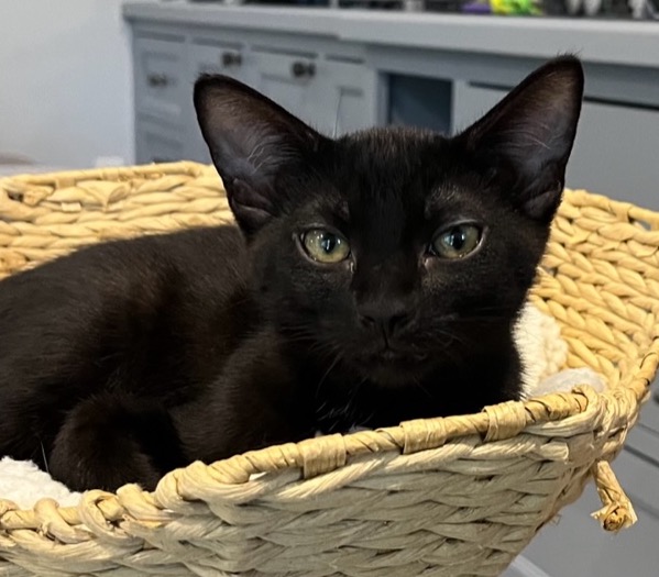Meet Indy, 3mo Black #Kitten. She is a definite lapcat who loves to cuddle &amp; will let you know how happy she is with her snuggles and big purrs. A delightful companion, would be happiest with another playful Kitten or Cat to play with.  contact us: catconnection@sbcglobal.net