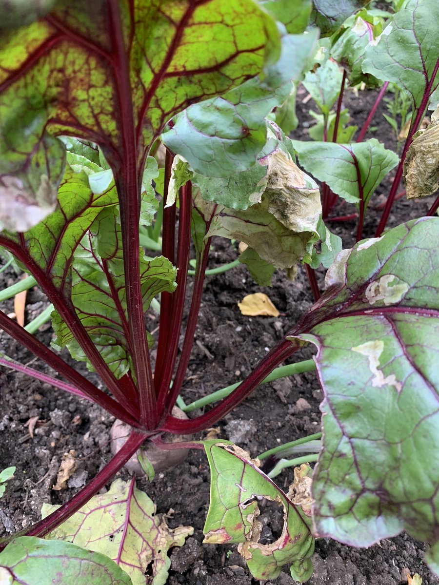 Beets ready to pick in the #garden #vegetables