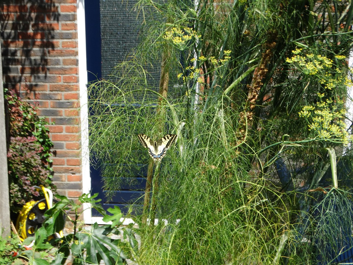 henkrentingruaf's tweet photo. #Konninginnepage op de bloeiende #venkel in de tuin vandaag https://t.co/oHa5QbPmBD