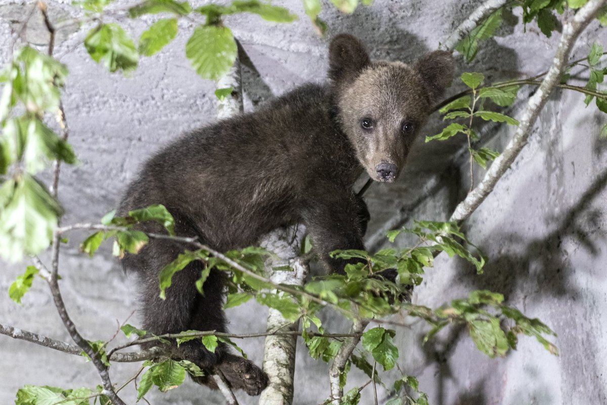 🐻 Un ourson orphelin secouru et recueilli dans notre sanctuaire "LA FORET DES OURS de Belitsa"🌳 Trouvé errant dans le village bulgare de Kostenec, il reçoit actuellement tous les soins nécessaires par les équipes. Malgré le stress, il mange bien et n'a aucune blessure externe.