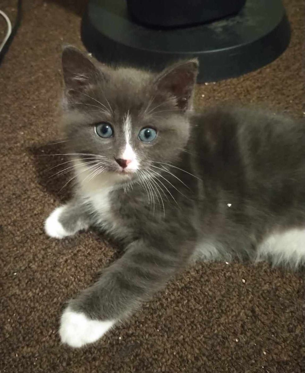 Meet Olaf, 2mo Gray #tabby #Kitten. He has a big personality and likes to play with toys and with his brother and sister. He’s very friendly with other #Cats &amp; hobbies include playing with balls and taking naps on beds. contactcatconnection@sbcglobal.net or 818.298.3197