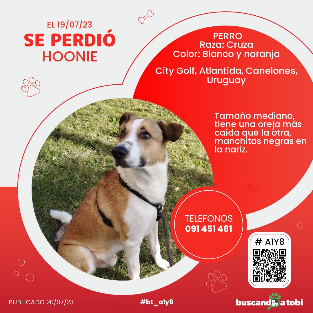 buscandoatobi.com tweet media
