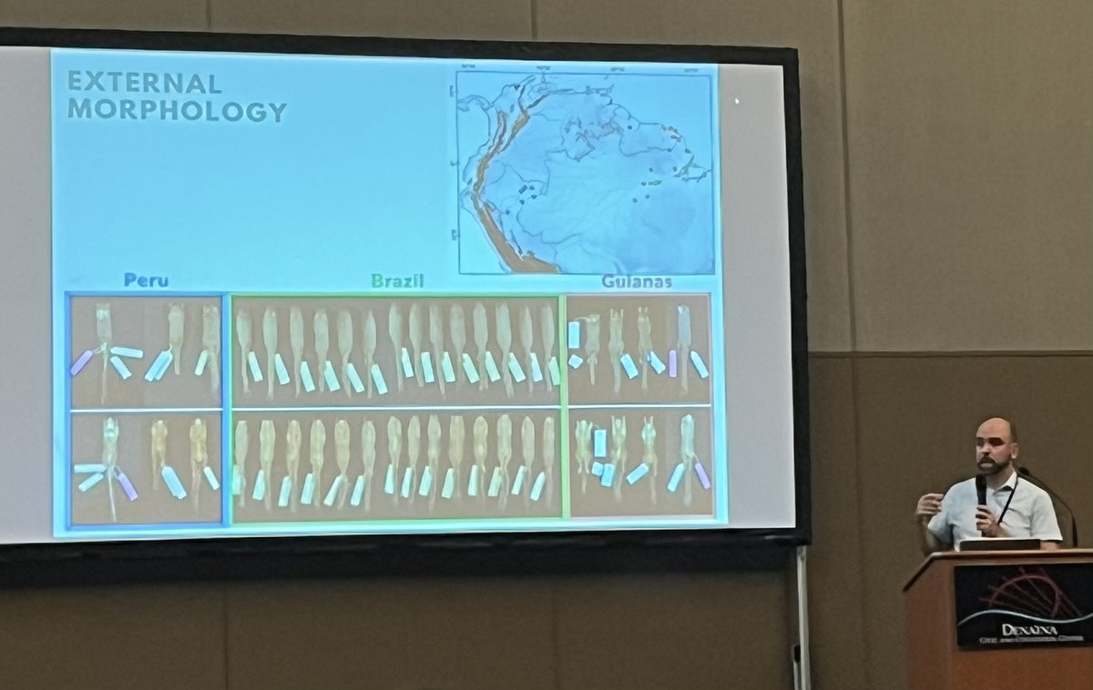 Like a fine wine squirrel taxonomists need to appreciate the subtle differences, but pelage (and skull shape for that matter) are not always very informative, multiple lines of evidence are necessary! @edfabreu @ArloHinckley #IMC13 Bacula are where it’s at!