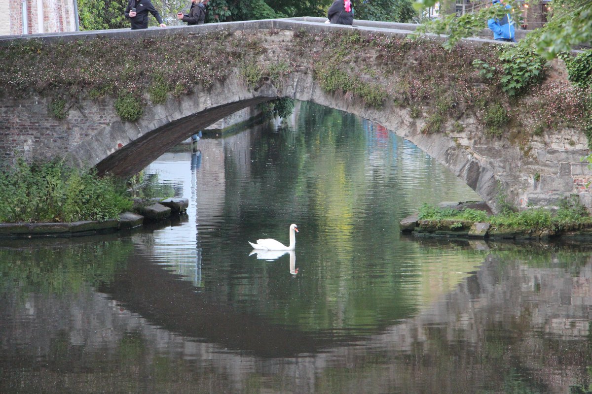 #Swanwatch #Bruges June 8