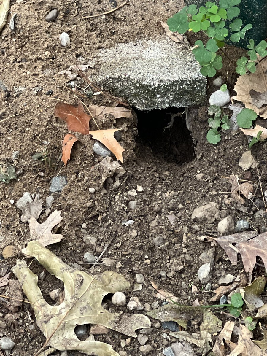 MarchandMolly's tweet photo. @MiMiHogan Update the chipmunks completely disregarded the eviction notice &amp; rodent smoke bomb. #Caddyshack at #PointComfort continues. https://t.co/fsdAMifinQ