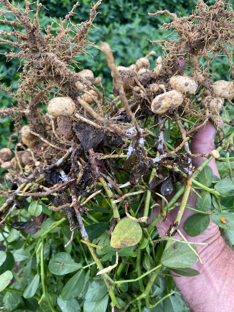 Peanut farmers in Georgia- risk to white mold is red-hot.  Consult peanutrx.org.  Use judicious fungicide program. Warm humid nights and hot humid days bring smoldering white mold to a blaze. Be prepared. Tough to put this genie back in the bottle once she escapes. UGA
