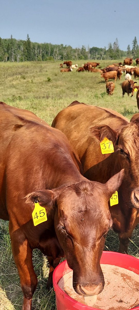 Garlic blocks, and Boss are keeping the Flys away