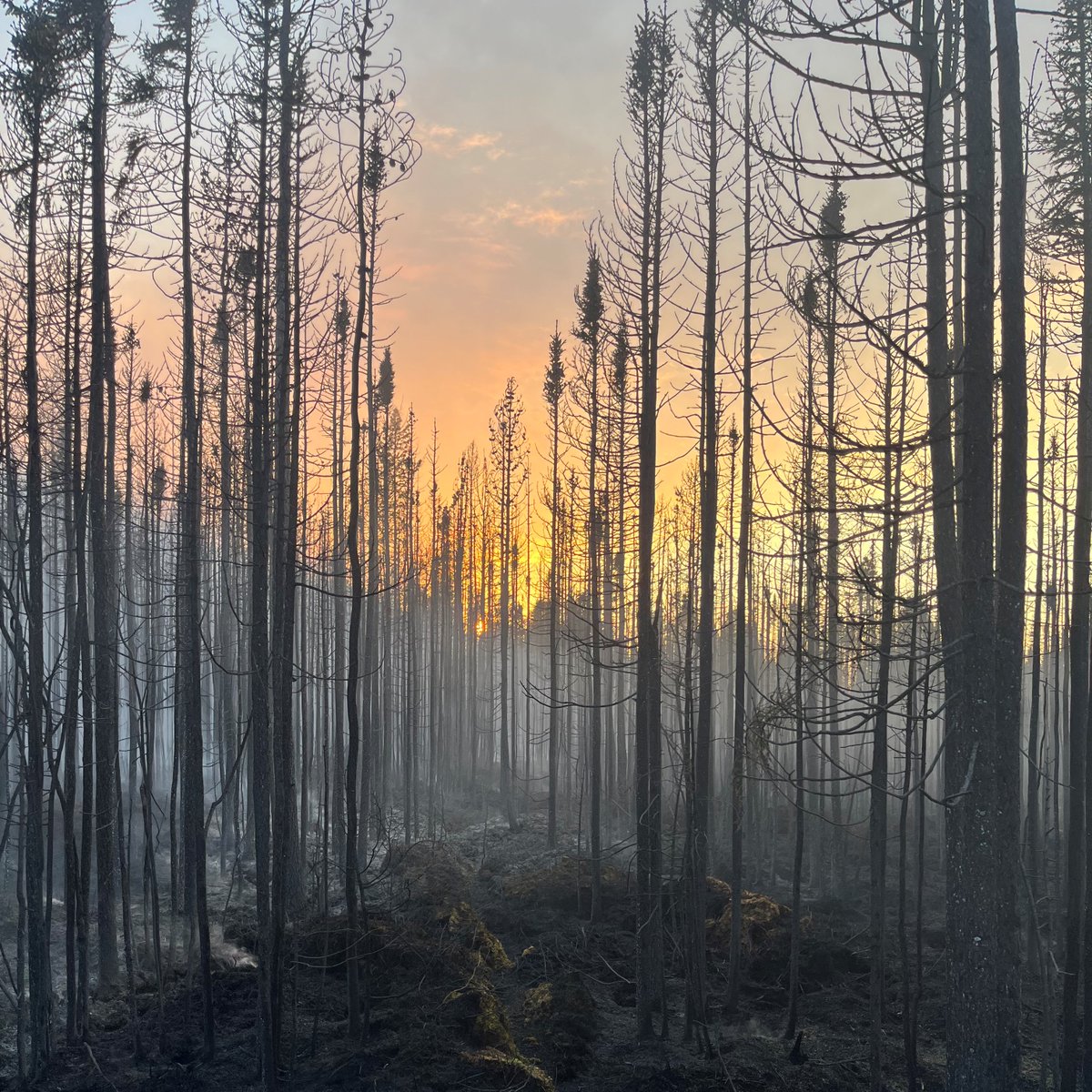 We are mourning the loss of one of our team after a fatal helicopter crash in the Peace River Forest Area. Our hearts go out to the pilot’s friends, family and colleagues. We know there are dangers in fighting wildfire, but it does not make a loss like this any less difficult.