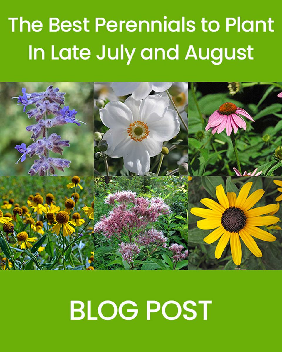 Want to know 'The Best Perennials to Plant in Late July and August'?

Read the new blog post 👇
gardening.yardener.com/blog/The-Best-…

#gardening #gardeningtips #GardenersWorld #garden #gardenshour #yardener #gardeninginfo #gardeningblog #gardenblog #GardeningTwitter