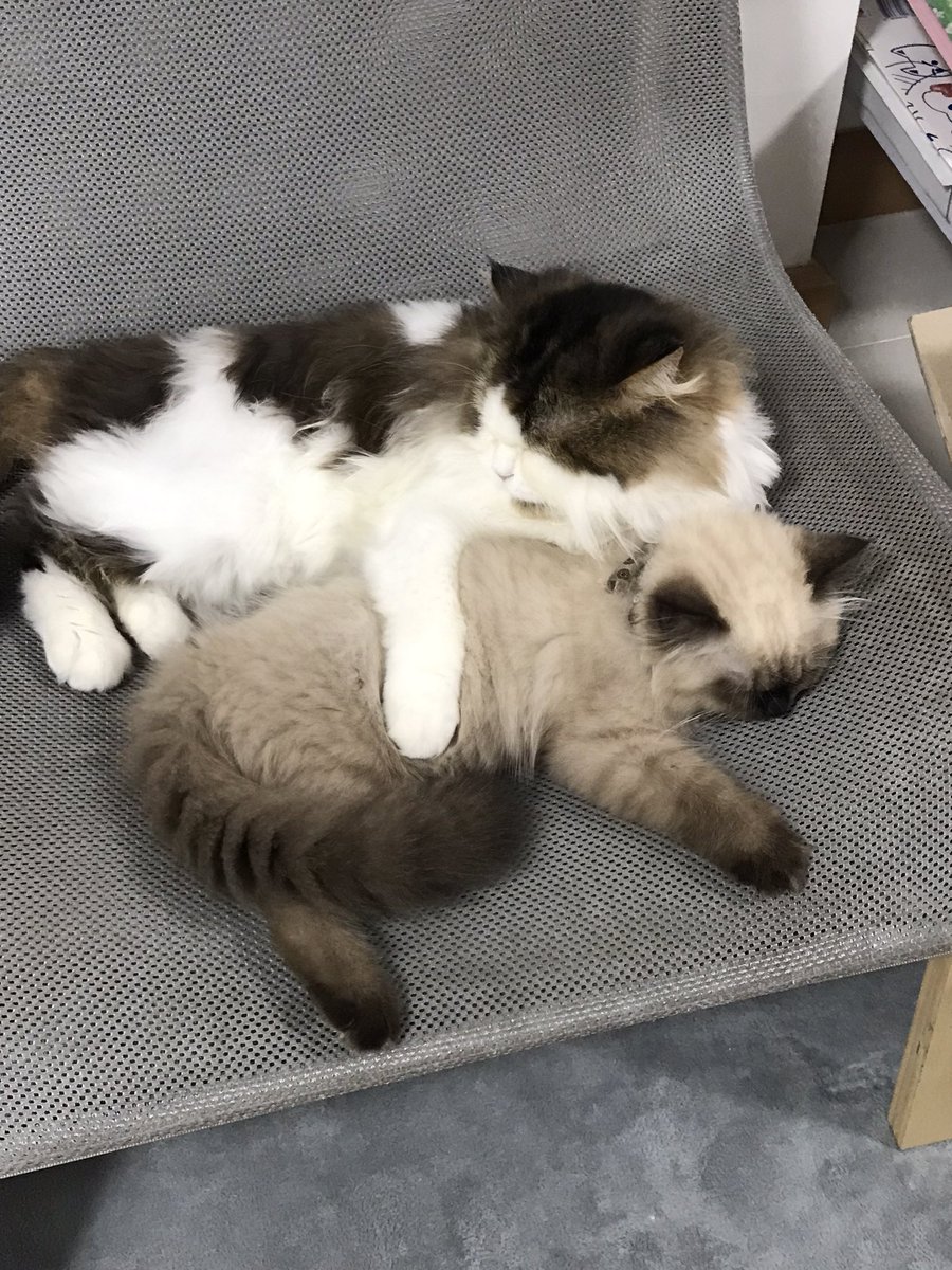 xjacobjn's tweet image. ไอ่ชู่ น้องโช