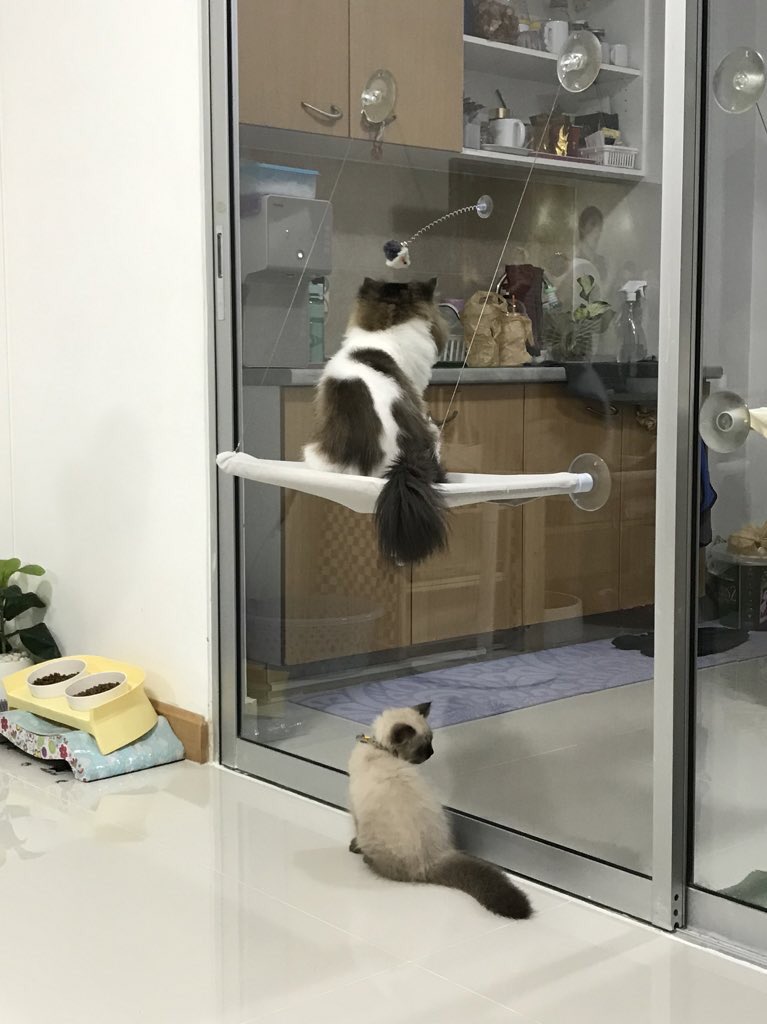 xjacobjn's tweet image. ไอ่ชู่ น้องโช