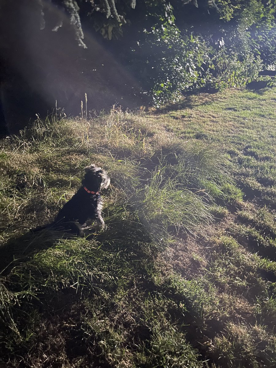 Puppy in the moonlight…