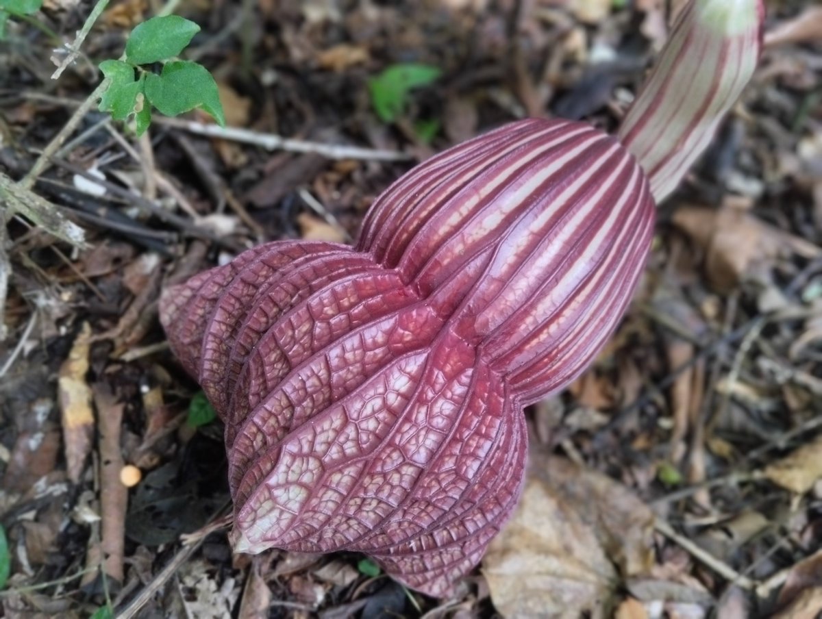 Over the past few weeks, <a href="/PreshOnNature/">Uhunwa Precious Igho-Osagie</a> has been on an amazing #fieldwork adventure <a href="/IITAForest/">IITA Forest Center</a> to study thé largest flowering plant in West Africa (PG plant -Aristolochia goldieana Hook.f.)
#Fieldwork #PlantTaxonomy #Exploration #Discoveries #ResearchSuccess #ScienceAdventures