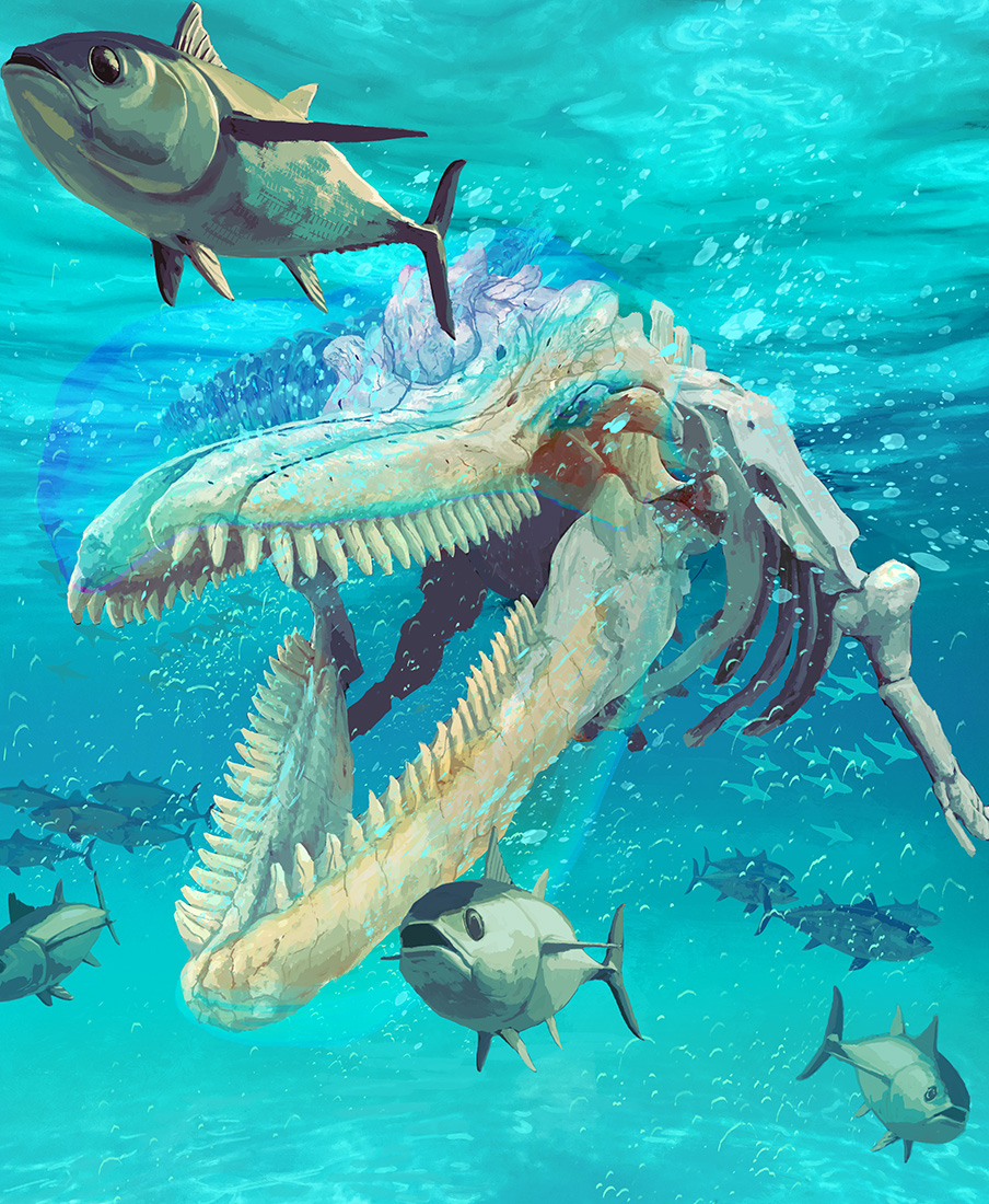 no humans fish underwater swimming animal water skeleton  illustration images