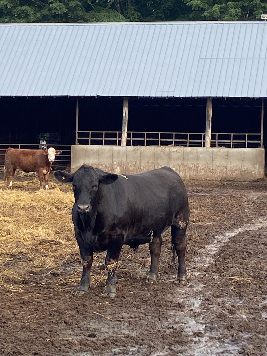 taterraisinaden's tweet image. Really enjoy feeding cattle from local producers. #localbeef @BovinsNBCattle  @GelbviehCanada