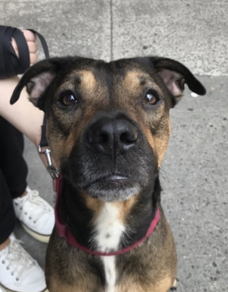 TomJumboGrumbo's tweet photo. From sleeping on the bed with his family to having lost everything he loves in an instant, Diesel 177479 is not coping in NYCACC and is now TBK Saturday. He arrived JUL 17 for ‘moving’, a playful and affectionate 4yo who deserves so much more. He’s friendly, outgoing and respectful with strangers, kids, dogs AND CATS, we urgently need to find him a VA to ME located family with age 13+ kids. Please pledge RT handsome Diesel!

https://t.co/B2rIuWavoX