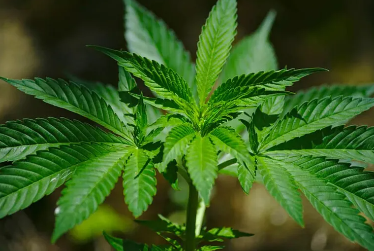 Metropoles's tweet photo. ➡ Universitário de Niterói tem autorização para importar maconha

A autorização foi concedida somente para uso medicinal e individual

Leia em @osaogoncalo: https://t.co/GrlF44emg4 https://t.co/sDadDz6Gol