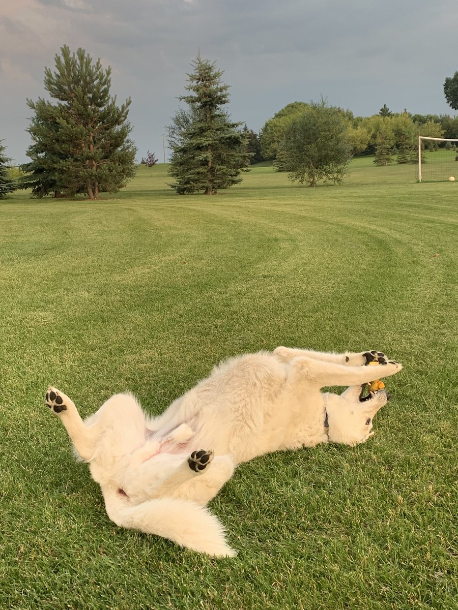 AlbWEXIT's tweet photo. Time for a dog thread. Let’s see some of your dogs! 🐶
#DogThursday https://t.co/a7lEnMP9hk