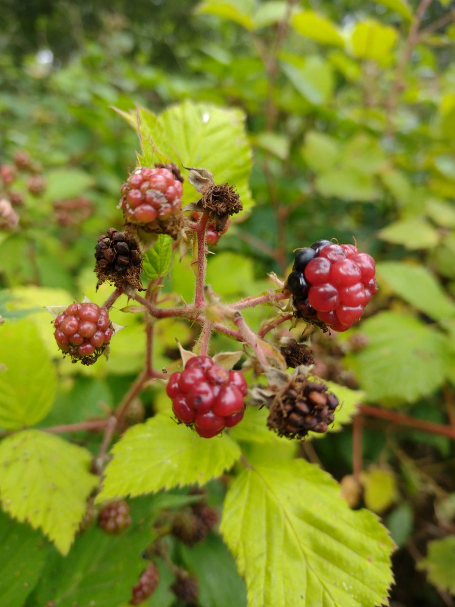 ThiChaplain's tweet photo. Faut encore attendre y en a un paquet près du #Canal de #Nantes à #Brest.  #ronce #nature #fruits #saison https://t.co/kxyIJxoSth
