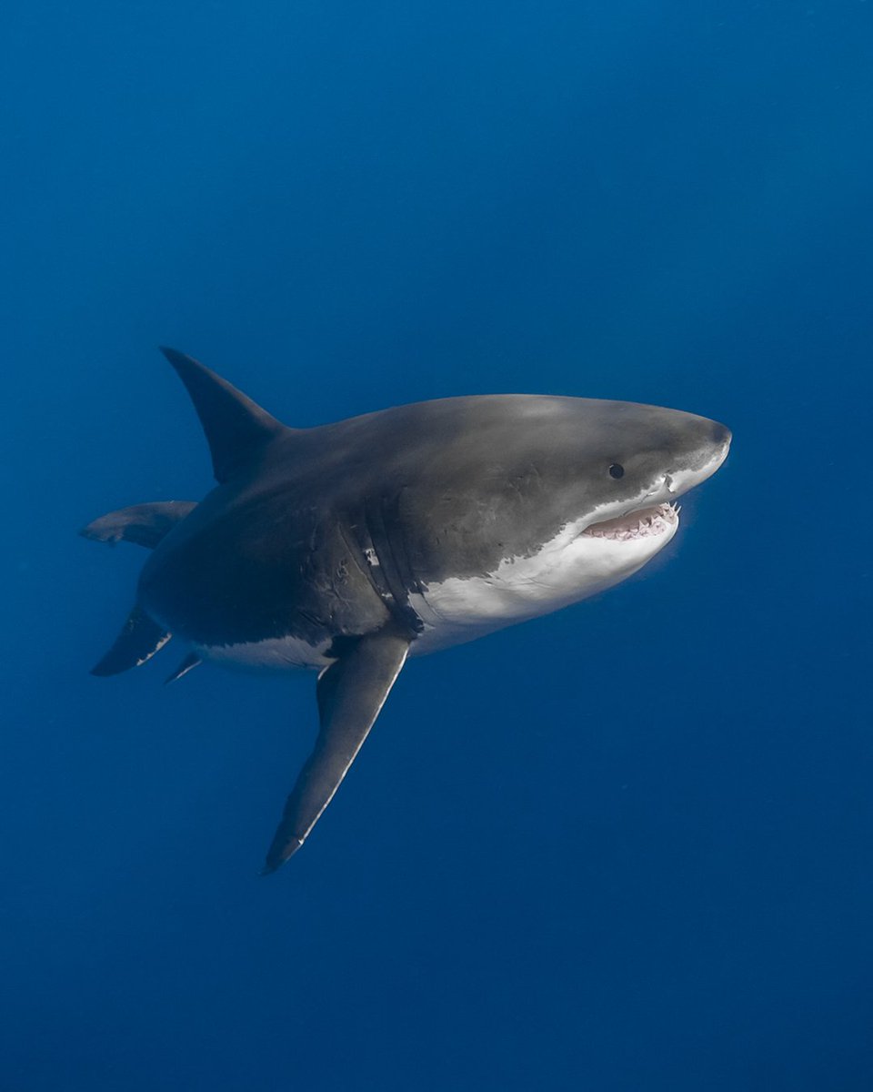 Newly processed version of an old photo of the lovely Lucy back.in 2010. I've been fortunate enough to share the water numerous times over the years between 2008-2019.

I hope she's still making trips to Guadalupe, even though we can't be there to document her.