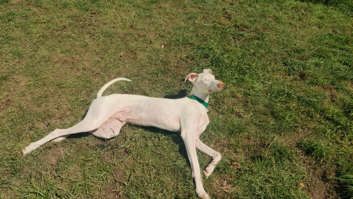 One of my biggest reasons for taking a WFH role was to allow the flexibility to adopt a dog. Finn has been with us three weeks now - he's silly, soft, soppy and an absolute dream! #AdoptDontShop