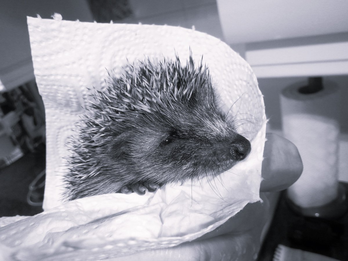 HedgehogCabin's tweet image. I&apos;ve just watched yet another hedgehog die of starvation. 
Just a baby.
She couldn&apos;t find any natural food, because we&apos;ve mowed and strimmed and tidied it all away.
10p&apos;s worth of cat food and a dish of water would have saved her life. 
Please put out food and water tonight.