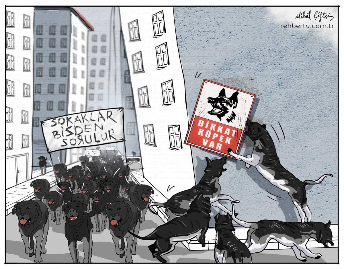 mikailciftci63's tweet image. #SokakKöpekleri