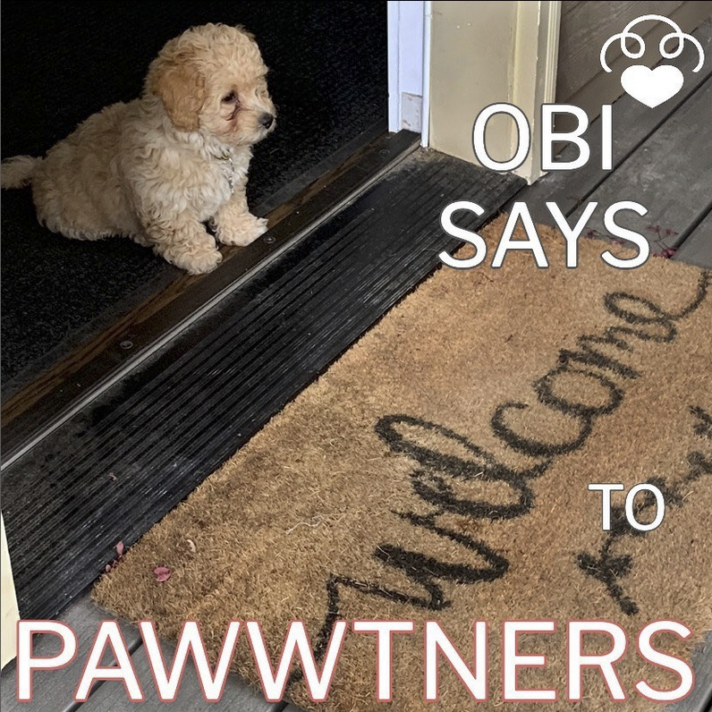 Obi welcomes you to PAWWTNERS!  
We are a FREE premium #dating app for you & your #pet(s) now available on the App Store and Google Play Store❤️Download today and Unleash Your Love! #datingapp #love #dates #match #dogs #datingonline #dog #Seattle #dogsoftwitter #pets #cats #cat