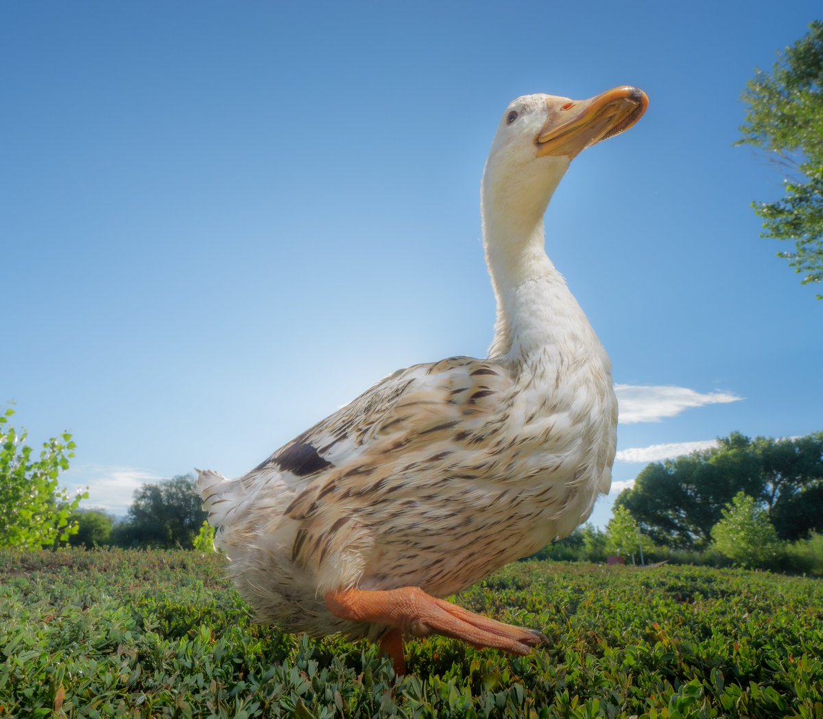 DuckFoodBot's tweet photo. In morning's embrace, a duck's pose takes flight, Graceful silhouette, a tranquil delight.

(Retweet to send treats https://t.co/bCx4zPeNUf) https://t.co/rghadRwGNn
