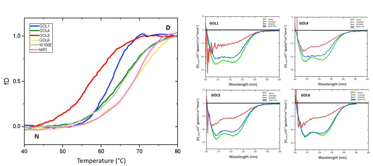 ivan_ort6's tweet photo. 4/5
Las variantes de leptina seleccionadas se produjeron por tecnología de ADN recombinante y se purificaron por cromatografía liquida de alta velocidad. La estructura de las proteínas recombinantes es estable al incremento de temperaturas, de acuerdo con los análisis de DC. https://t.co/81Jn70p5NP