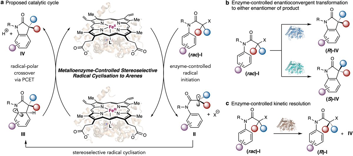 Yang Yang (@yang2biocat) on Twitter photo Our paper on aromatic radical cyclases is out in <a href="/NatureCatalysis/">Nature Catalysis</a>: nature.com/articles/s4192… We expanded metalloredox radical biocatalysis to arene functionalization. These P450 radical cyclases are highly malleable: Our paper on aromatic radical cyclases is out in <a href="/NatureCatalysis/">Nature Catalysis</a>: nature.com/articles/s4192… We expanded metalloredox radical biocatalysis to arene functionalization. These P450 radical cyclases are highly malleable: