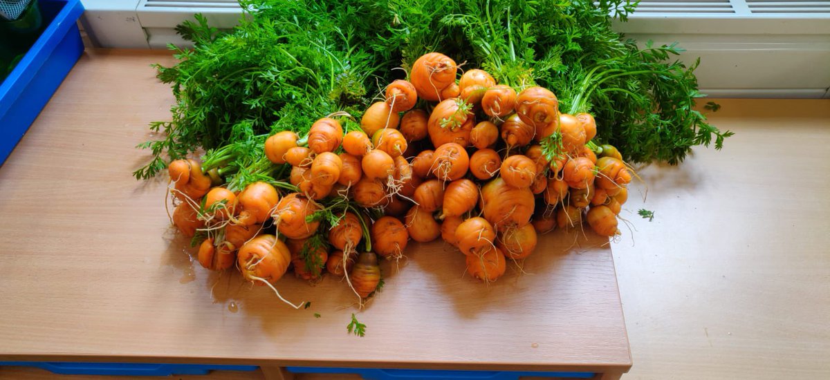Another harvest during Holiday Club. Paris market carrots. Thank you to the gardening club for looking after them so well