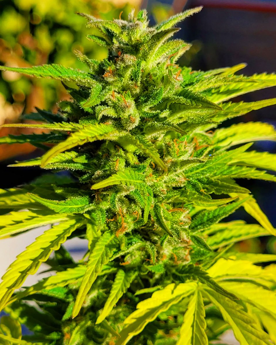 KannabiaSeedsUS's tweet photo. BREAK-UP CAKE AUTO by #Kannabia #KannabiaSeeds 🌱 @IntKannabia @KannabiaSeeds
Aroma, effect and efficacy... ALL AT ONCE‼️💚
#Autoflower 🌻
#WeddingCake x OG Kush x #Ruderalis
Indica dominant hybrid
ℹ️ More info about #BreakUpCakeAuto #cannabisseeds ➡️ https://t.co/HbcMyr7jSC https://t.co/ZmIMVhL0MK