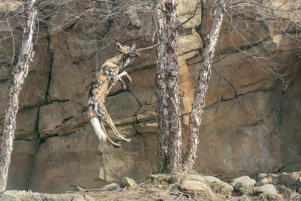 CincinnatiZoo tweet picture